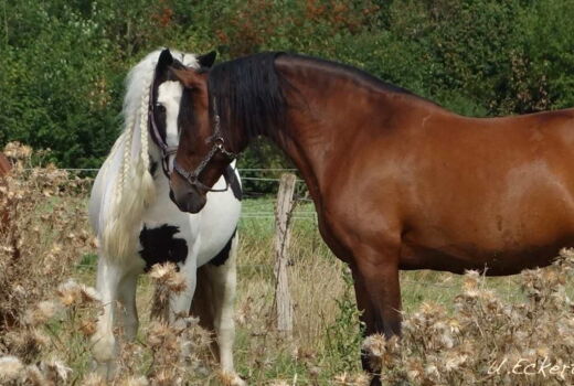 zwei Pferde Nase an Nase auf der Weide