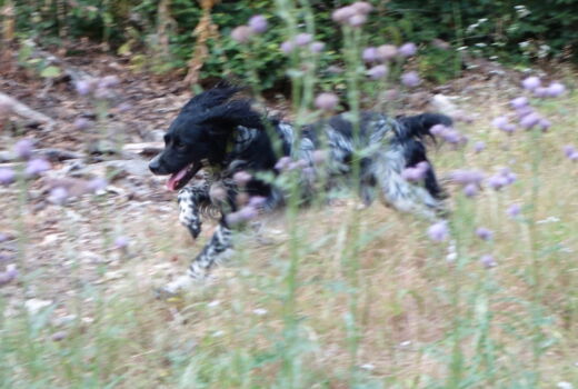 ein Hund rennt durch hohes Gras: hier warten Zecken auf ihre Beute