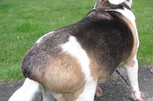 Beagle mit Fettbeulen am Hintern und rotgeleckten Pfoten aufgrund schlechtbehandelter Futtermittelallergien
