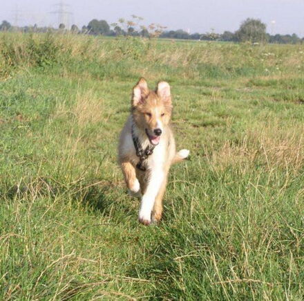 ein Collie-Welpe rennt über das Feld