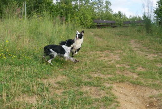 zwei Hunde spielen im hohen Gras: hier warten Zecken auf ihre Beute