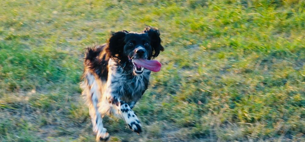 ein Epagneul rennt über ein Feld: auch mit IBD kann ein Hund sein Leben genießen