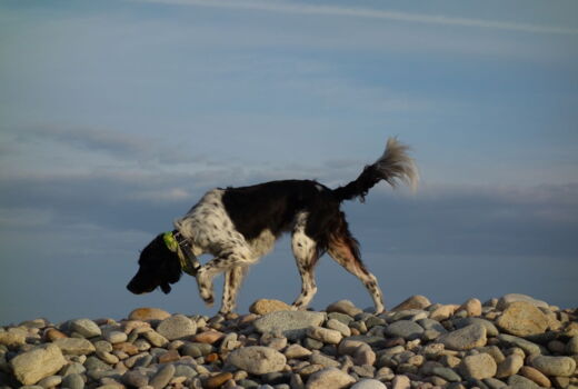 ein Hund stöbert am Kiesstrand, seine Silhouette vor dem Himmel