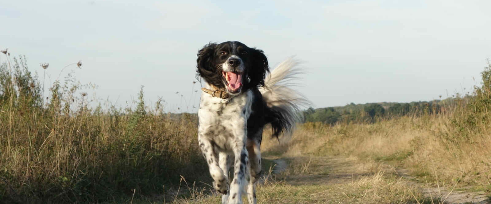 leuchtende Hundeaugen - glücklich rennt ein Hund heran