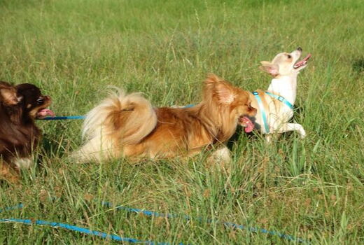 drei Chihuahuas auf einer Wiese