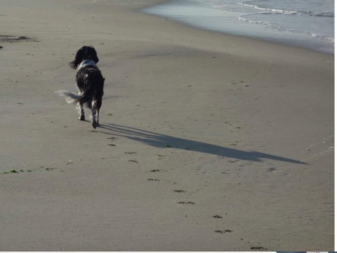 Ein Hund auf Sand am Strand - die unterschiedliche Belastung der Beine ist deutlich erkennbar